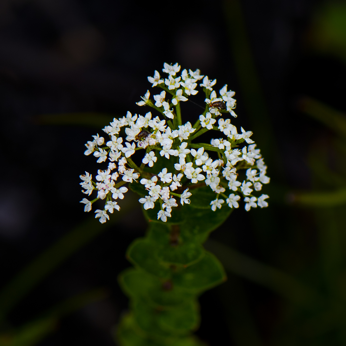 Platysace Lanceolata - Shrubby platysace Shrub to 1.5 m tall. Stems usually hairy with fine hairs, sometimes hairless. Leaves alternating up the stems, usually 1&ndash;5 cm long, 3&ndash;15 mm wide, tips pointed or blunt; surfaces hairless. Leaf shape varies from almost round to long and narrow. Flowers 1-3 mm in diameter, with 5 white to creamy petals, in many-flowered compact to open clusters 15-50 mm in diameter. Flower buds sometimes pink to red externally. Flowering: September&ndash;March.<br />
<br />
Hybrids between Platysace lanceolata and Platysace stephensonii are recorded from NSW<br />
<br />
<a href="https://apps.lucidcentral.org/plants_se_nsw/text/entities/platysace_lanceolata.htm" rel="nofollow">https://apps.lucidcentral.org/plants_se_nsw/text/entities/platysace_lanceolata.htm</a> Australia,Geotagged,Platysace lanceolata,Shrubby platysace,Summer