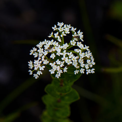 Platysace Lanceolata - Shrubby platysace Shrub to 1.5 m tall. Stems usually hairy with fine hairs, sometimes hairless. Leaves alternating up the stems, usually 1–5 cm long, 3–15 mm wide, tips pointed or blunt; surfaces hairless. Leaf shape varies from almost round to long and narrow. Flowers 1-3 mm in diameter, with 5 white to creamy petals, in many-flowered compact to open clusters 15-50 mm in diameter. Flower buds sometimes pink to red externally. Flowering: September–March.

Hybrids between Platysace lanceolata and Platysace stephensonii are recorded from NSW

https://apps.lucidcentral.org/plants_se_nsw/text/entities/platysace_lanceolata.htm Australia,Geotagged,Platysace lanceolata,Shrubby platysace,Summer