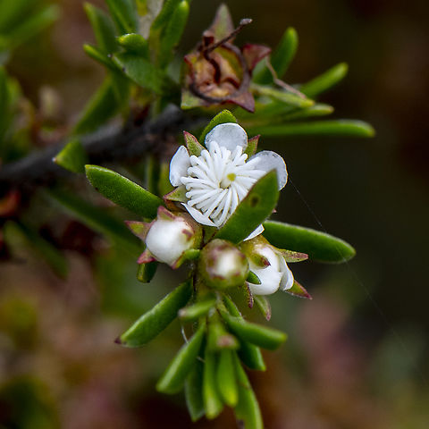 White beauty  Australia,Geotagged,Summer,Winter