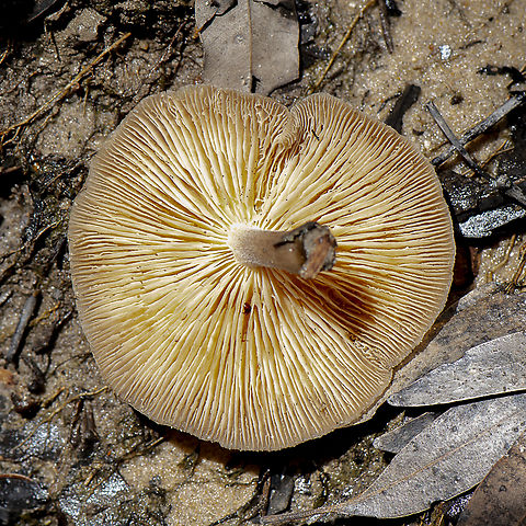 Gilled Underside  Australia,Geotagged,Summer