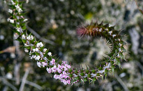 Spike  Australia,Common Gorse,Geotagged,Summer,Ulex europaeus