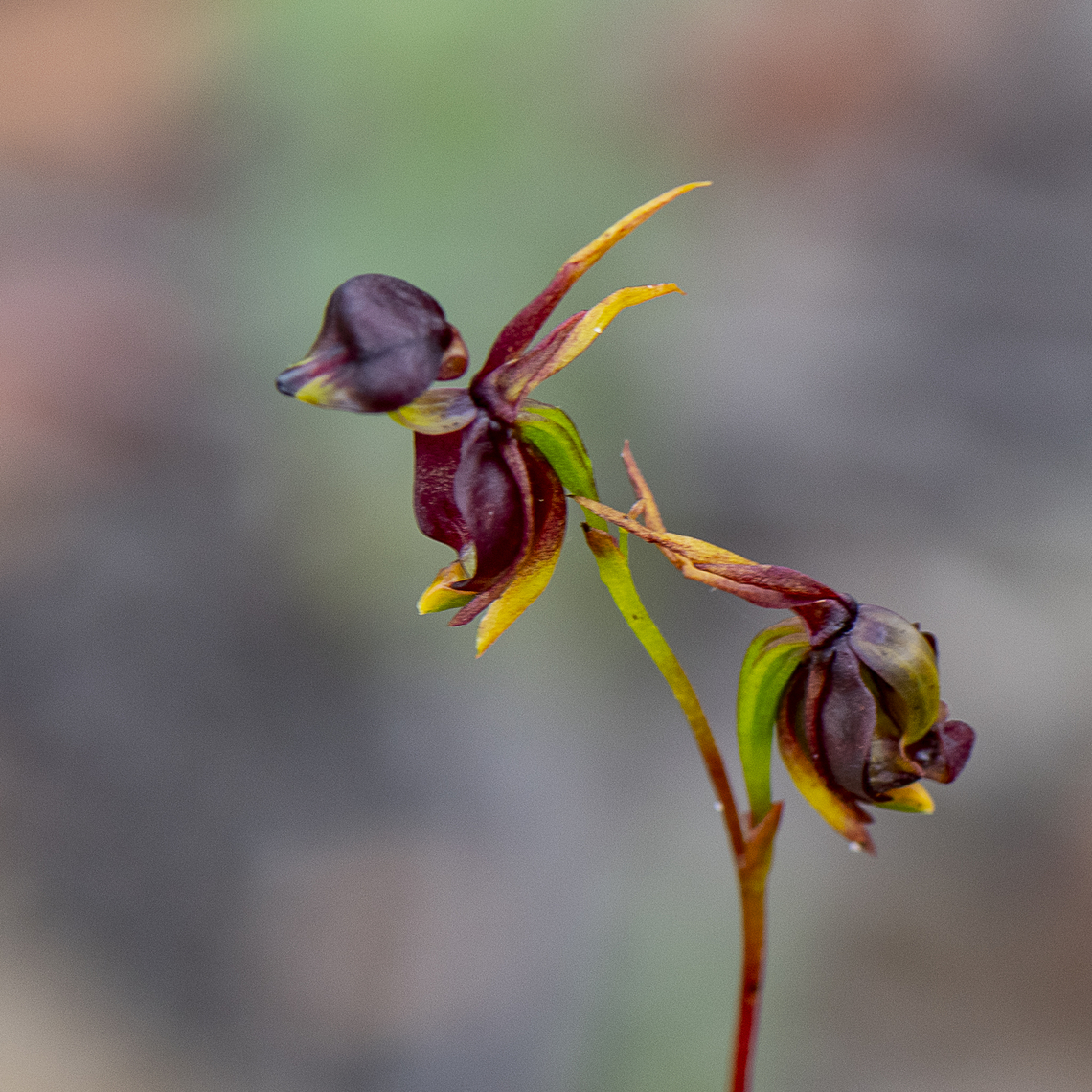 Flying Duck Orchid  Australia,Caleana major,Flying Duck Orchid,Geotagged,Summer