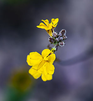 Yellow beauty - Hop Goodenia  Australia,Geotagged,Goodenia ovata,Hop goodenia,Summer