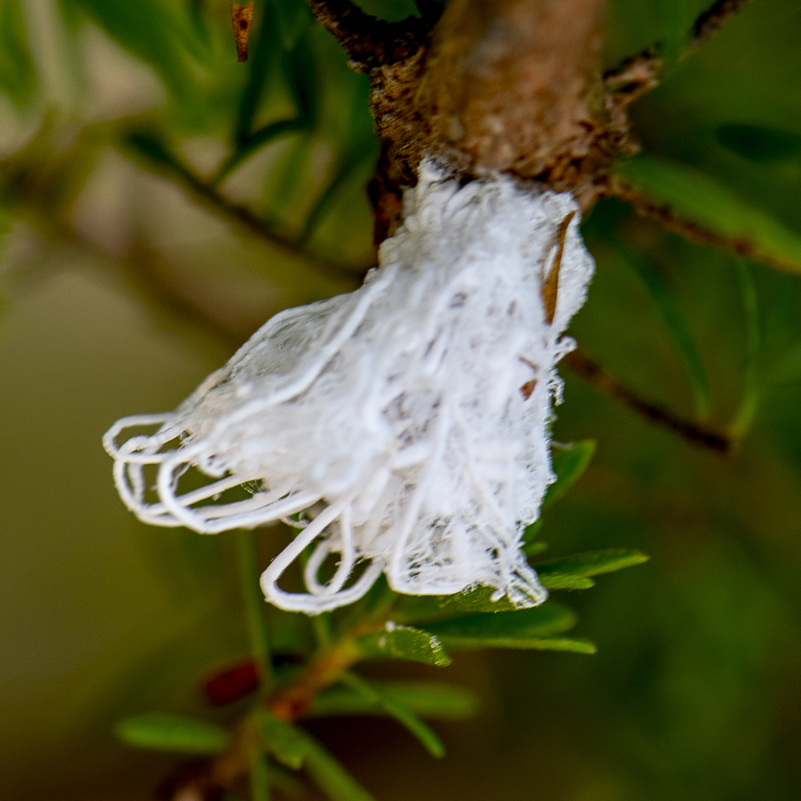 Green Lacewing Larva  Australia,Chrysopa perla,Chrysoperla carnea,Common green lacewing,Geotagged,Summer
