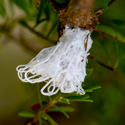 Green Lacewing Larva  Australia,Chrysopa perla,Chrysoperla carnea,Common green lacewing,Geotagged,Summer