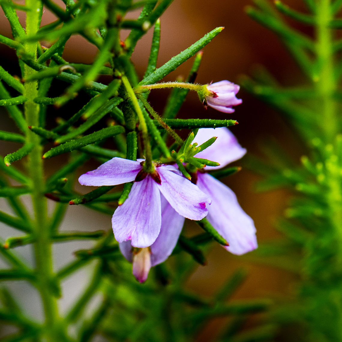Black-eyed Susan-  Tetratheca rupicola  Australia,Geotagged,Summer,Tetratheca aphylla,Tetratheca rupicola,teratheca