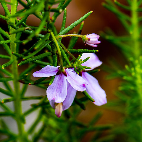 Black-eyed Susan-  Tetratheca rupicola  Australia,Geotagged,Summer,Tetratheca aphylla,Tetratheca rupicola,teratheca