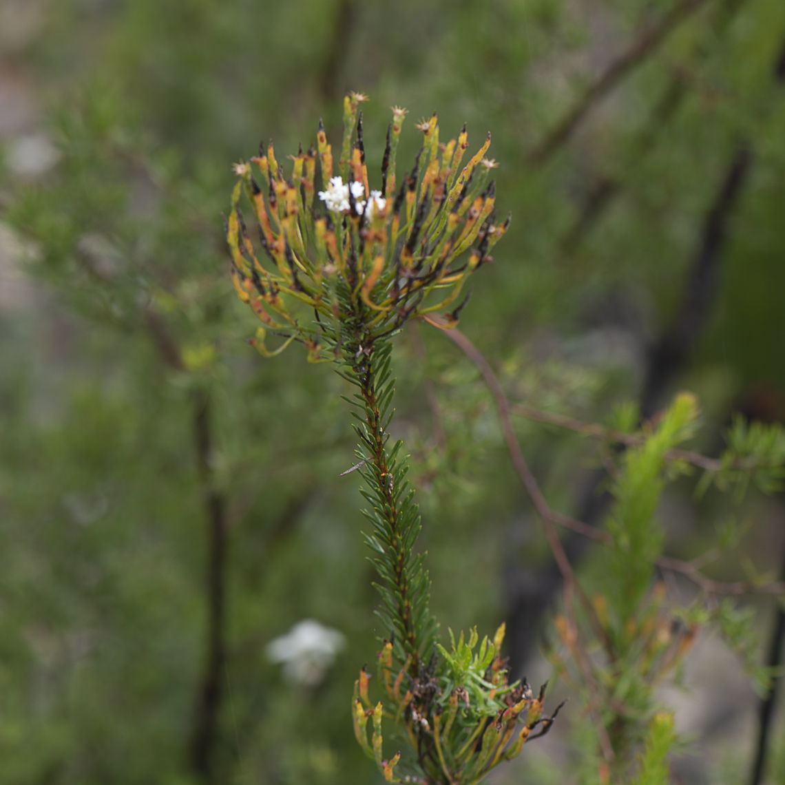 Indofuecka  Australia,Geotagged,Summer