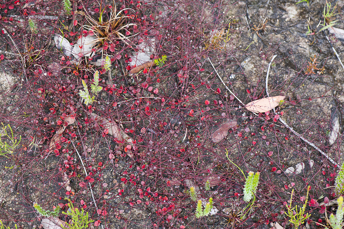 Red spread  Australia,Geotagged,Summer