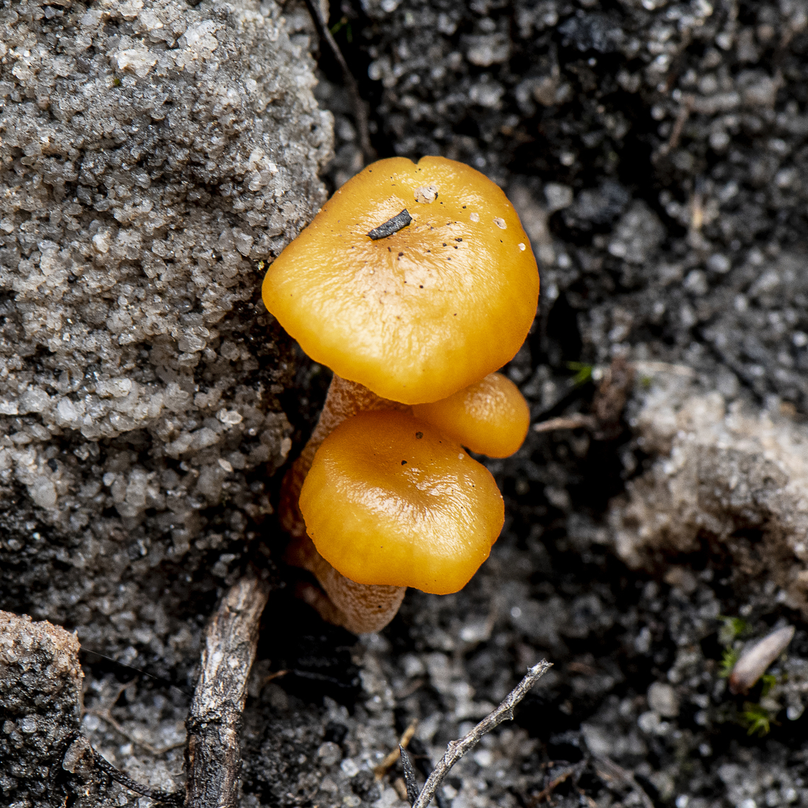 Orange Mycena  Australia,Geotagged,Summer