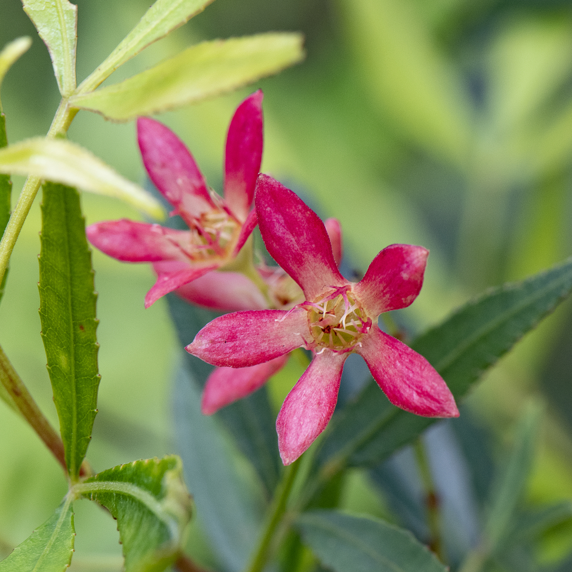 NSW Christmas Bush - Ceratopetalum gummiferum  Australia,Ceratopetalum gummiferum,Geotagged,New South Wales Christmas bush,Summer