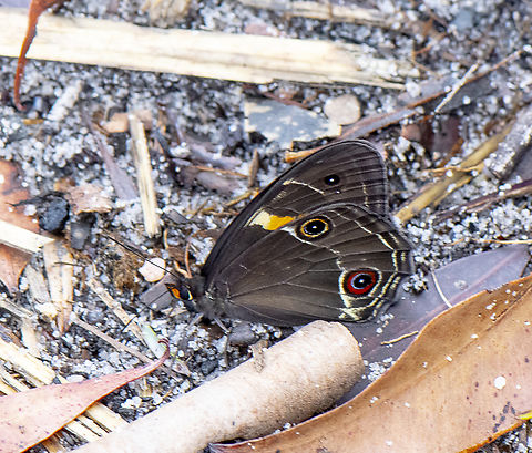 Swordgrass Brown  Australia,Geotagged,Summer,Swordgrass brown,Tisiphone abeona