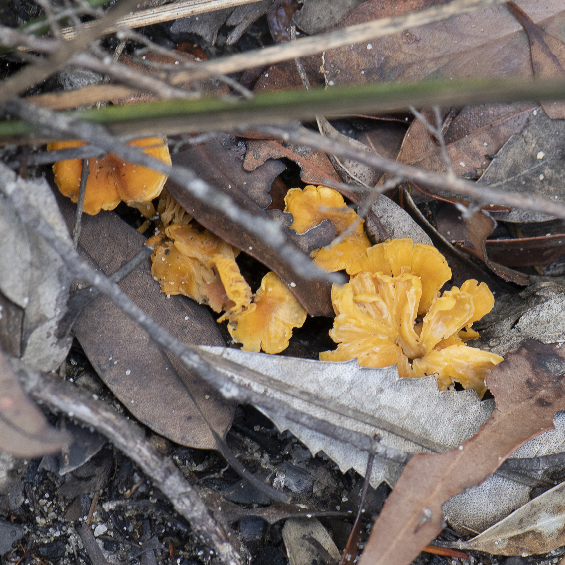 Not muchroom  Australia,Geotagged,Summer