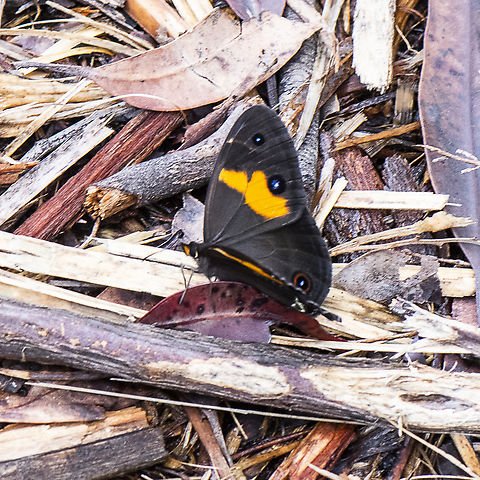 Swordgrass Brown  Australia,Geotagged,Summer,Swordgrass brown,Tisiphone abeona