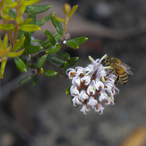 Grey spider flower and friend  Australia,Geotagged,Grevillea buxifolia,Grey Spider Flower,Summer