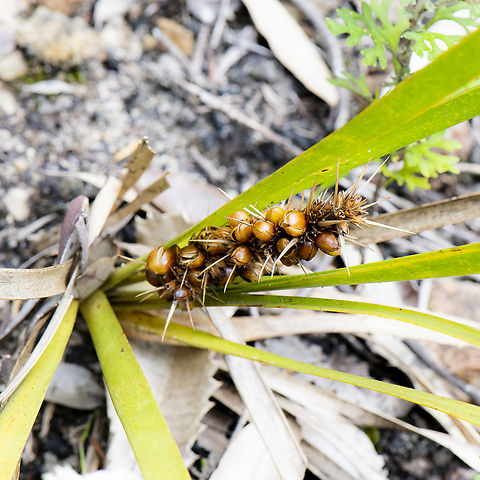 Lomandra Longifolia  Australia,Geotagged,Lomandra longifolia,Spiny-head Mat-Rush,Summer