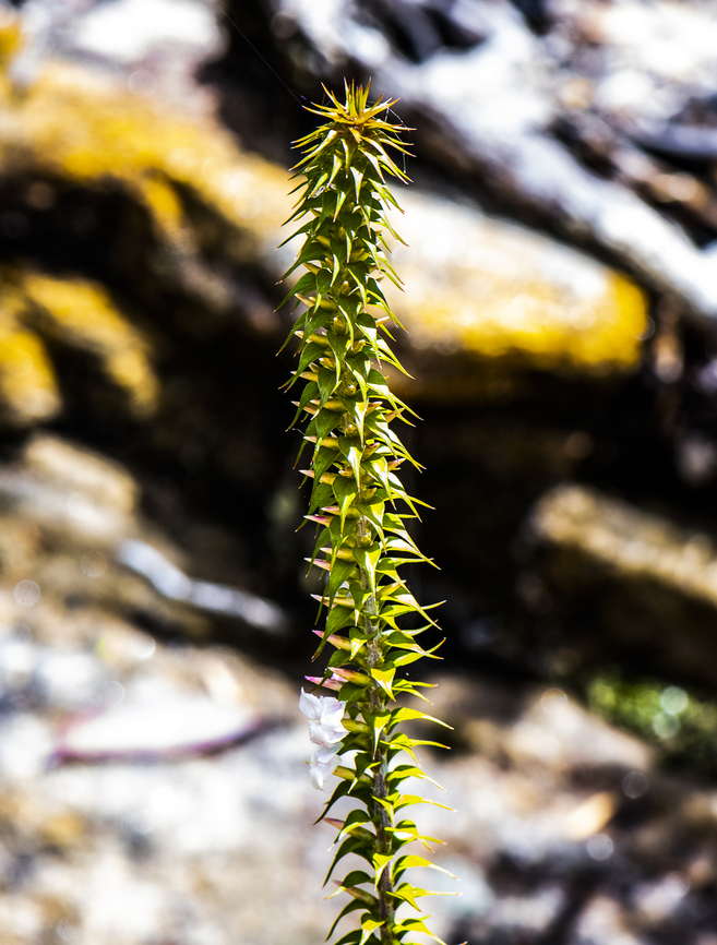 Tall  Heath- Epacris Pulchella ?  Australia,Epacris pulchella,Geotagged,New South Wales,New South Wales Coral Heath,Summer