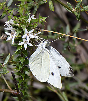 Large Cabbage White  Australia,Geotagged,Large white,Pieris  rapae,Pieris brassicae,Pieris rapae,Small White,Small white,Summer