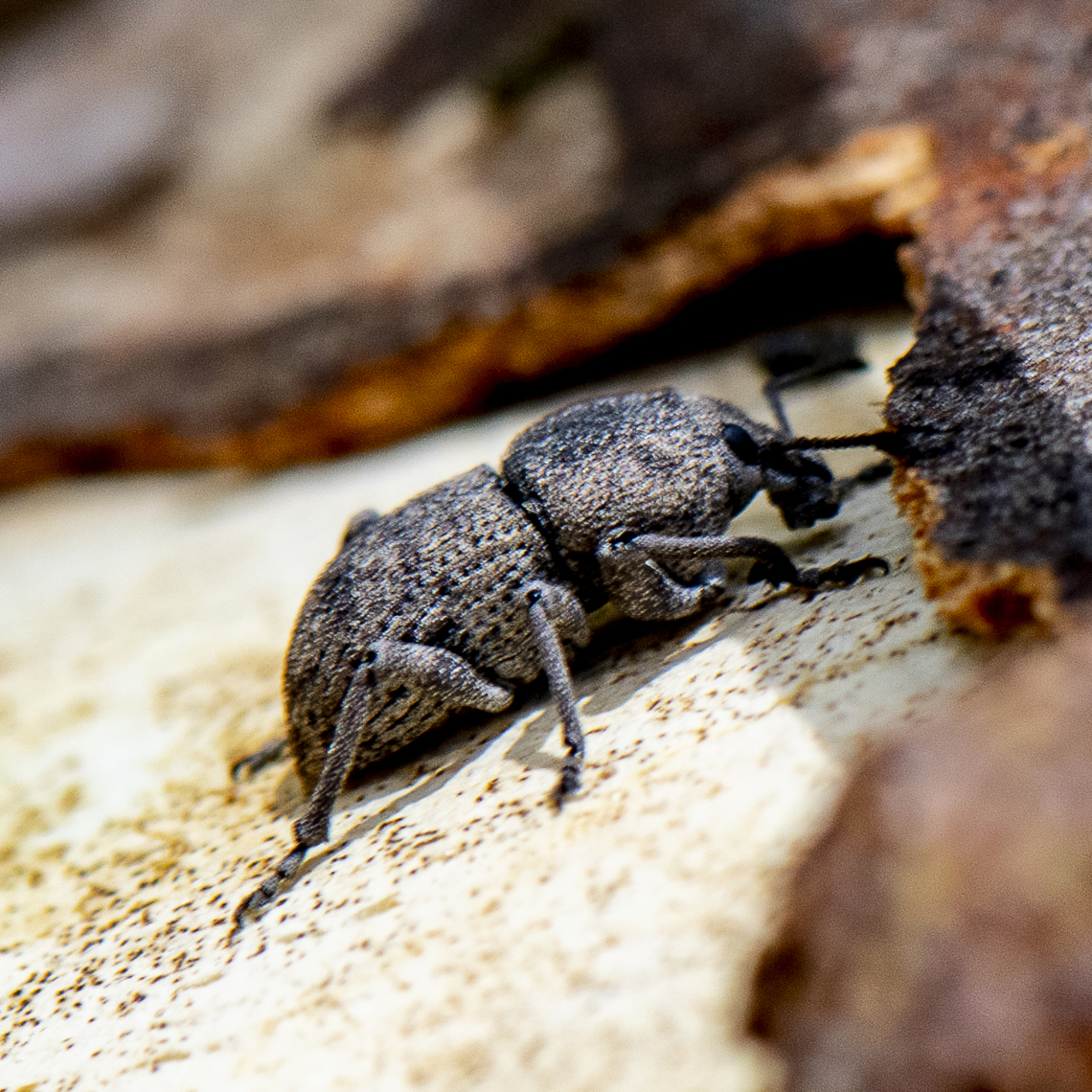 Weevil - Polyphrades paganus ?  Australia,Geotagged,Summer