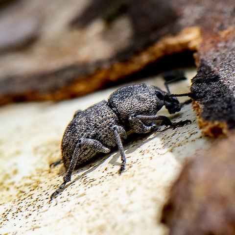 Weevil - Polyphrades paganus ?  Australia,Geotagged,Summer