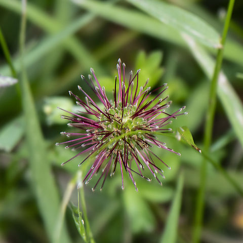 Red Pincushion - Bidibid - Acaena echinata  Acaena cylindristachya,Acaena echinata,Australia,Geotagged,Matapiojos,Summer