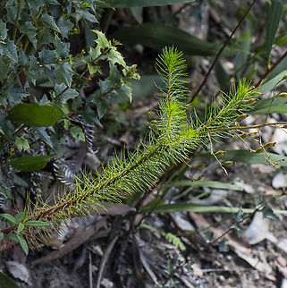 Softly Spikey  Australia,Geotagged,Summer