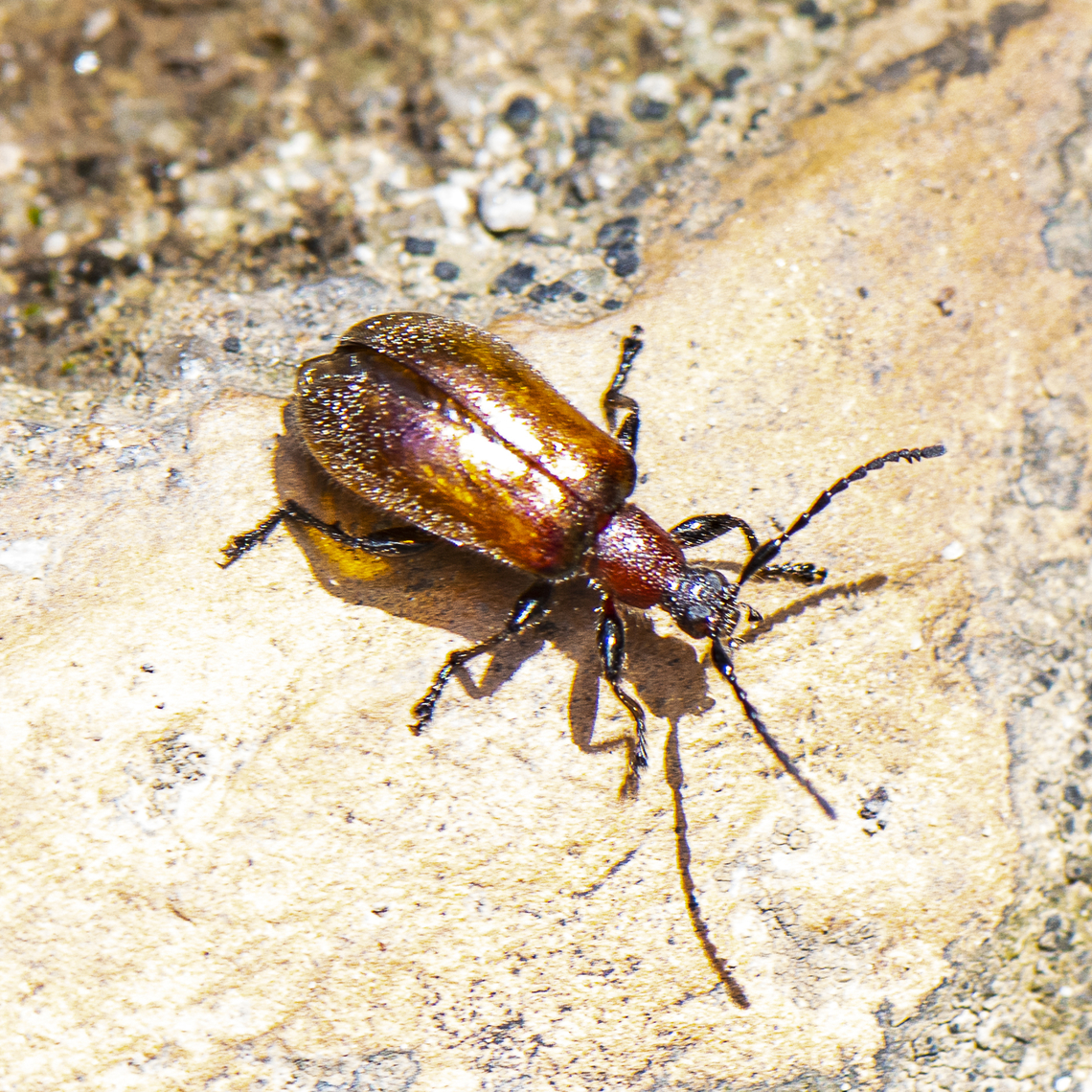 Brown Beetle = Ecnolagria  Australia,Ecnolagria grandis,Geotagged,Honeybrown beetle,Summer