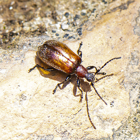 Brown Beetle = Ecnolagria  Australia,Ecnolagria grandis,Geotagged,Honeybrown beetle,Summer