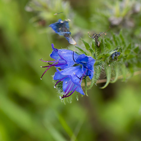 Viper's bugloss - Echium vulgare Viper's bugloss usually grows in cool areas mainly on the Central and Southern Tablelands of New South Wales particularly along roadsides. It is a noxious weed Australia,Echium vulgare,Geotagged,Summer,Vipers Bugloss