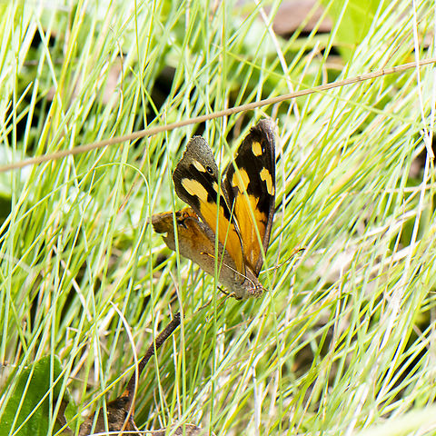 Flybutter - 	Heteronympha paradelpha (Spotted Brown) ?  Australia,Geotagged,Summer