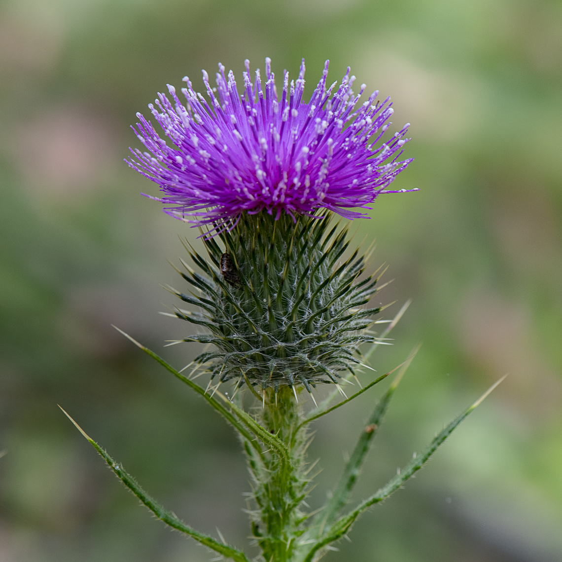 Thistle - Onopordum acanthium  Australia,Cotton Thistle,Geotagged,Onopordum acanthium,Summer