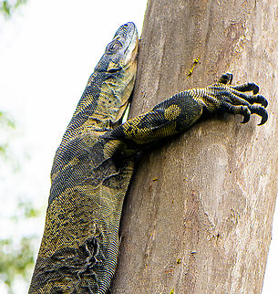 Lazy Lace Monitor  Australia,Geotagged,Lace monitor,Summer,Varanus varius