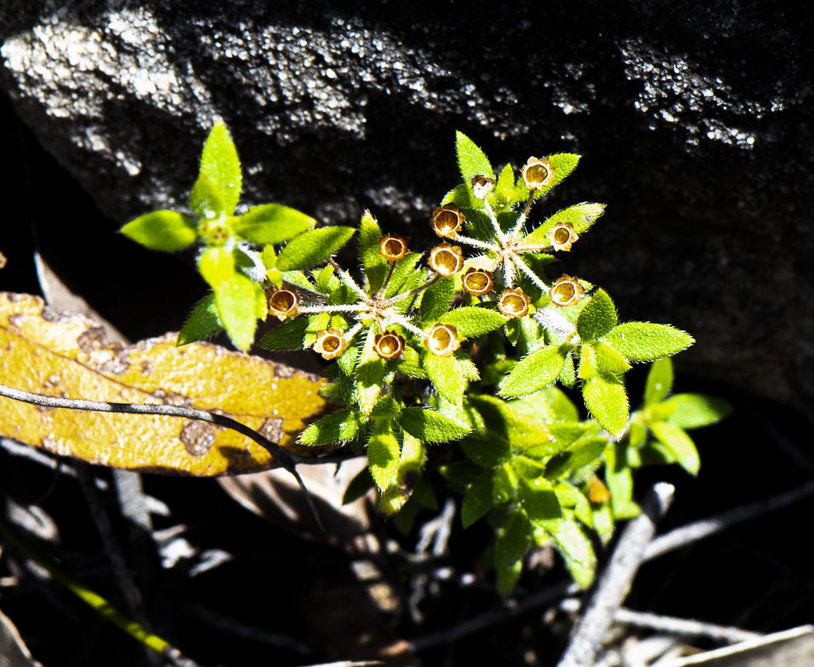 Intriguing - Pomax umbellata  Australia,Geotagged,Pomax,Pomax umbellata,Summer