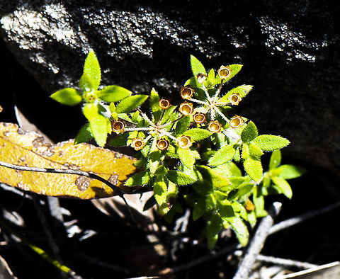 Intriguing - Pomax umbellata  Australia,Geotagged,Pomax,Pomax umbellata,Summer