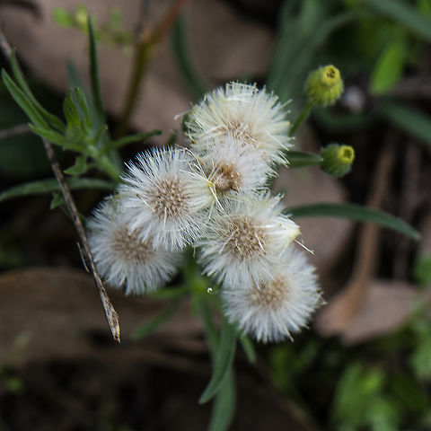 Flax-leaved Horseweed