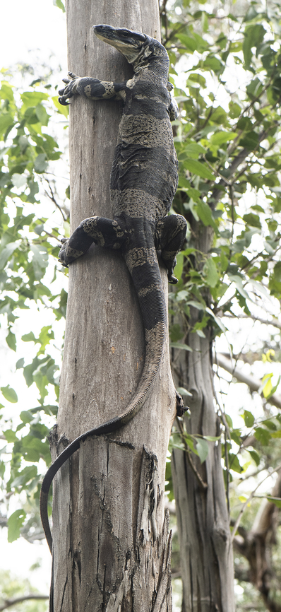 Long Lace Monitor  Australia,Geotagged,Lace monitor,Summer,Varanus varius