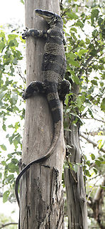 Long Lace Monitor  Australia,Geotagged,Lace monitor,Summer,Varanus varius