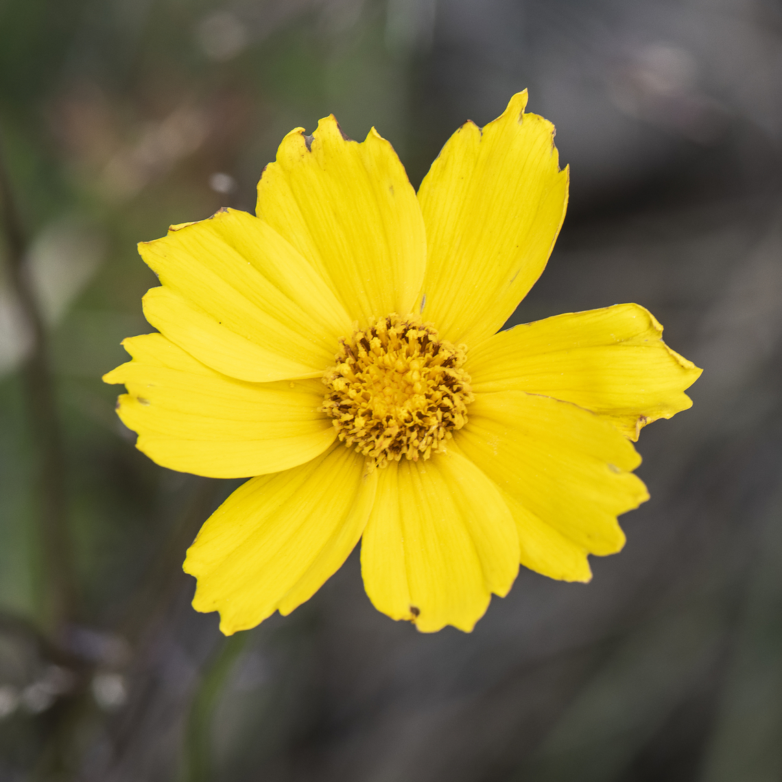 Lance-leaved Coreopsis Widely naturalised in eastern Australia (i.e. in south-eastern Queensland, many parts of New South Wales, ACT, and some parts of Victoria). It is also reported to be naturalised on roadsides between Perth and Albany in south-western Western Australia.<br />
<br />
Naturalised overseas in Argentina, northern China, New Zealand, South Africa, and beyond its native range in south-western USA (i.e. California and Colorado).<br />
<br />
Coreopsis (Coreopsis lanceolata) is regarded as an environmental weed in New South Wales and Queensland, and a potential weed or &quot;sleeper weed&quot; in other parts of the country. This garden escape is listed as a priority environmental weed in one Natural Resource Management region and is commonly found on roadsides, along railway lines and in disturbed areas.<br />
<a href="https://keyserver.lucidcentral.org/weeds/data/media/Html/coreopsis_lanceolata.htm" rel="nofollow">https://keyserver.lucidcentral.org/weeds/data/media/Html/coreopsis_lanceolata.htm</a> Australia,Coreopsis lanceolata,Geotagged,Lance-leaved coreopsis,Summer