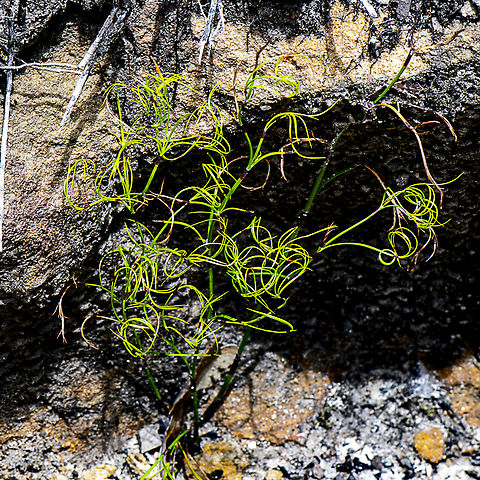 Curly Sedge - Caustis flexuosa  Australia,Caustis flexuosa,Curly Wig,Geotagged,Summer