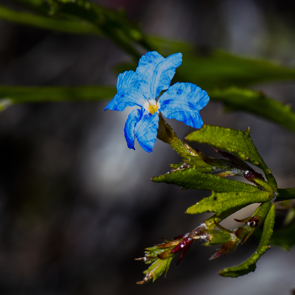 Blue Dampiera  Australia,Blue Dampiera,Dampiera stricta,Geotagged,Summer