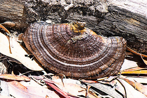 Bracket Fungus The underside I believe had been eaten by ants Australia,Geotagged,Summer