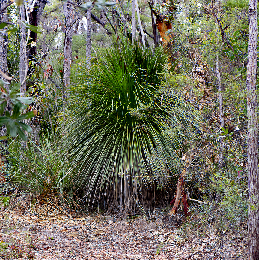 Grass Tree - Xanthorrhoea australis  Austral Grass-Tree,Australia,Geotagged,Summer,Xanthorrhoea australis,Xanthorrhoea australis)