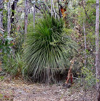 Grass Tree - Xanthorrhoea australis  Austral Grass-Tree,Australia,Geotagged,Summer,Xanthorrhoea australis,Xanthorrhoea australis)