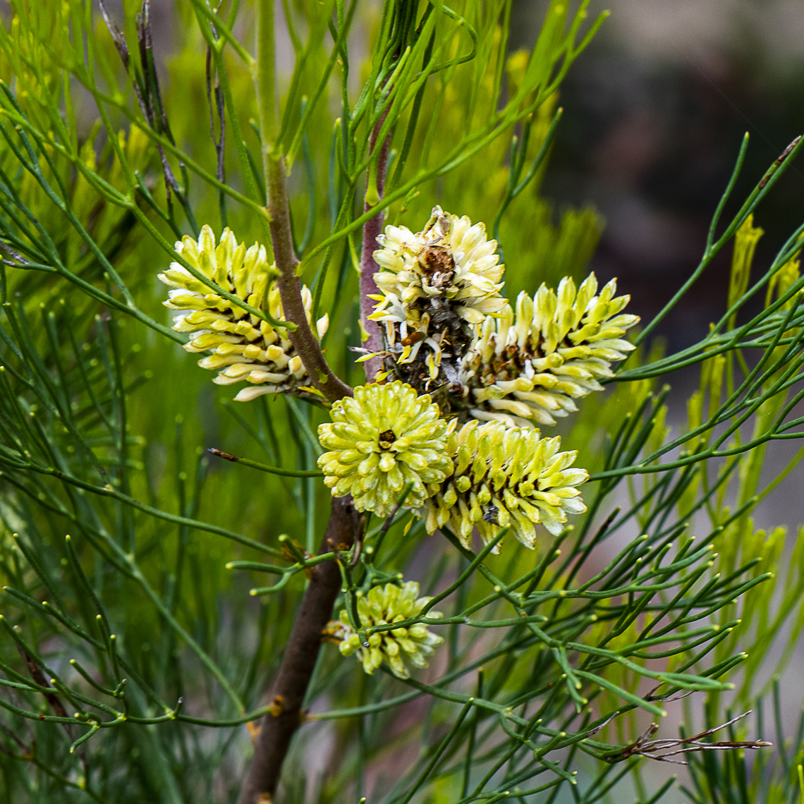 Isopogon anethifolius  - Narrow leaf drumsticks  Australia,Isopogon anethifolius,Narrow-leafed Drumstick,Summer