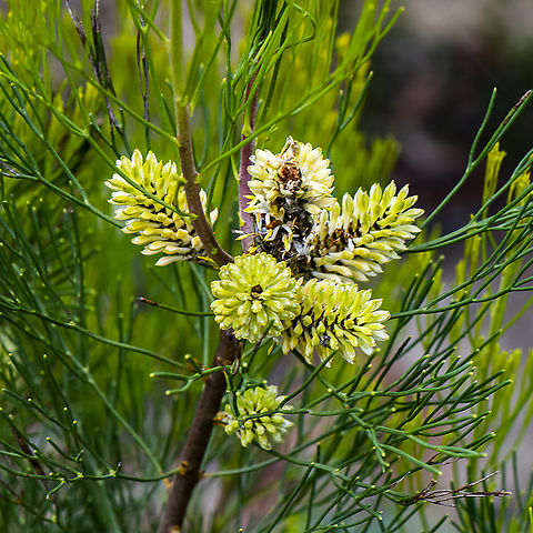 Isopogon anethifolius  - Narrow leaf drumsticks  Australia,Isopogon anethifolius,Narrow-leafed Drumstick,Summer