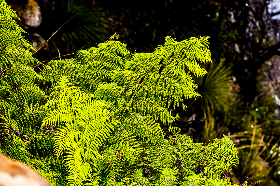 Fantastic Fern  Australia,Geotagged,Summer