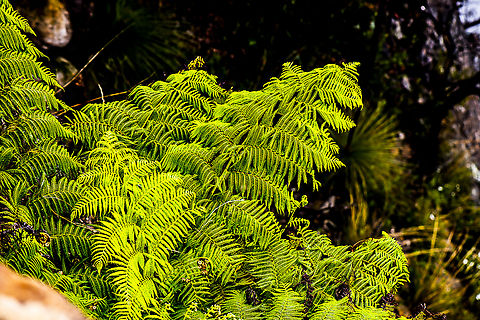 Fantastic Fern  Australia,Geotagged,Summer