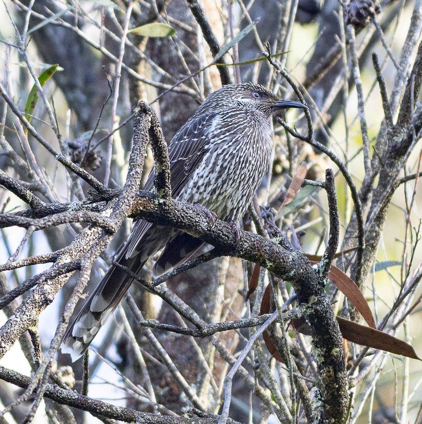 Little Wattlebird - Anthochaera chrysoptera  Anthochaera chrysoptera,Australia,Geotagged,Little Wattlebird,Winter