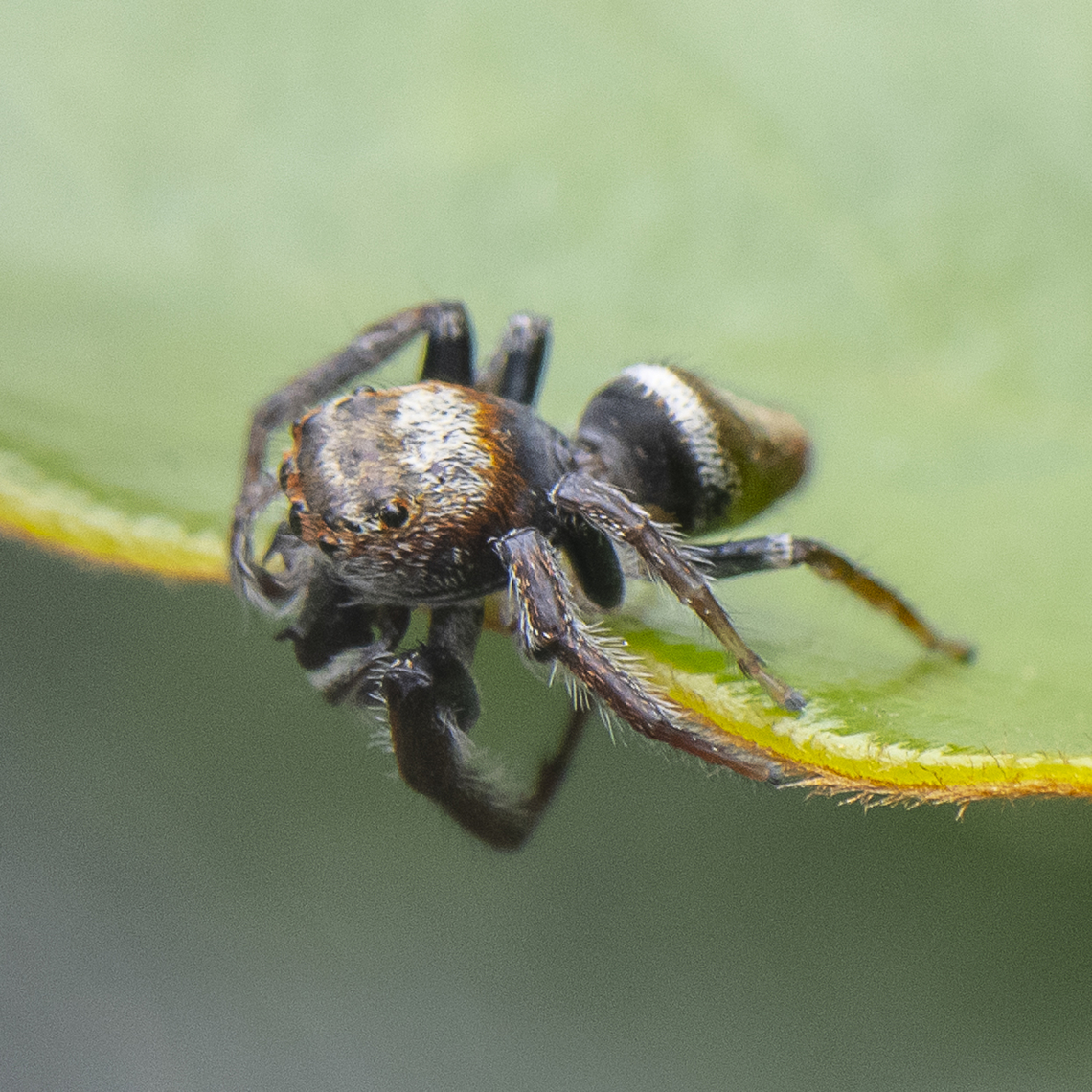 Don't Jump - Jumping Spider - Opisthoncus Grassator  Australia,Geotagged,Opisthoncus Grassator,Prowling Jumper,Summer