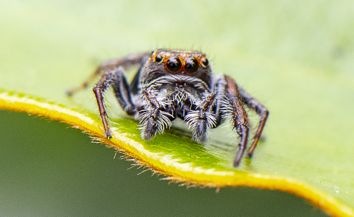 Jumping Spider - Opisthoncus Grassator  Australia,Geotagged,Opisthoncus Grassator,Prowling Jumper,Summer